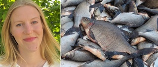 Vill ha 17,7 miljoner – för att fiska: "Kan bli bra matfisk"