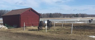 Dödlig hästsjuka nära Norrbotten