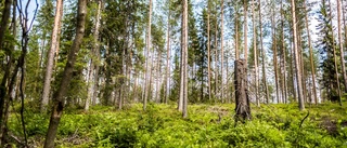 Håll tassarna borta från Svartösundet!