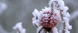 Lokalt kan det förekomma frost