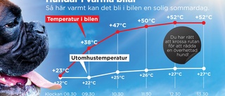 Farligt i värmen – lämna inte hunden i bilen