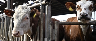 Äntligen kan vi se slutet på epoken biogas