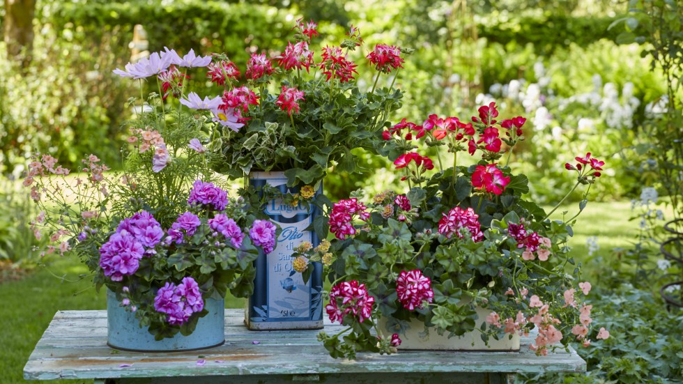 Pelargoner är en av våra mest torktåliga sommarblommor. 
