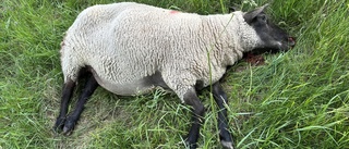 Sörmland är nu ett alltför vargtätt landskap