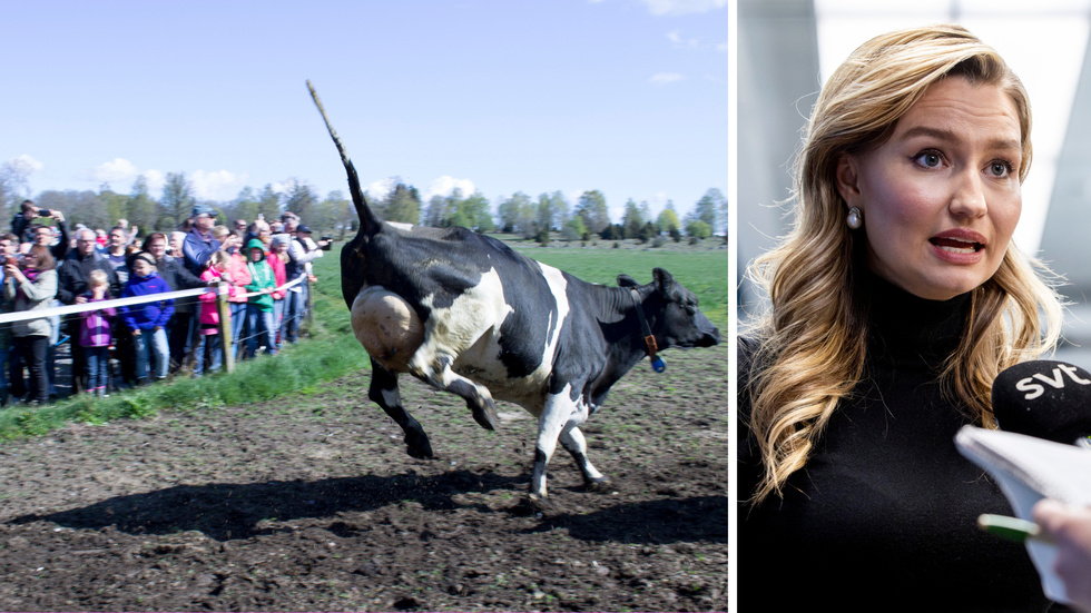 Inga kosläpp med KD. Ebba Buschs Kristdemokraterna driver på för att avskaffa beteskravet, skriver Erika Bjureby.