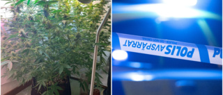 Cannabisodling avslöjad i lägenheten i Luleå: "Gillar att odla och hittade ett frö"