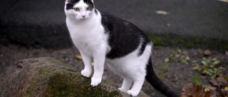 Husse frihetsberövades - katten omhändertas