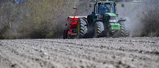 Fortsatt risk för koloradoskalbaggar i Skåne