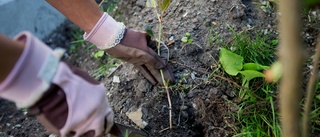 Monsterplanta kan förstöra husköpet