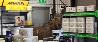 Drama i färgbutik i Kalmar – jägare sköt älg