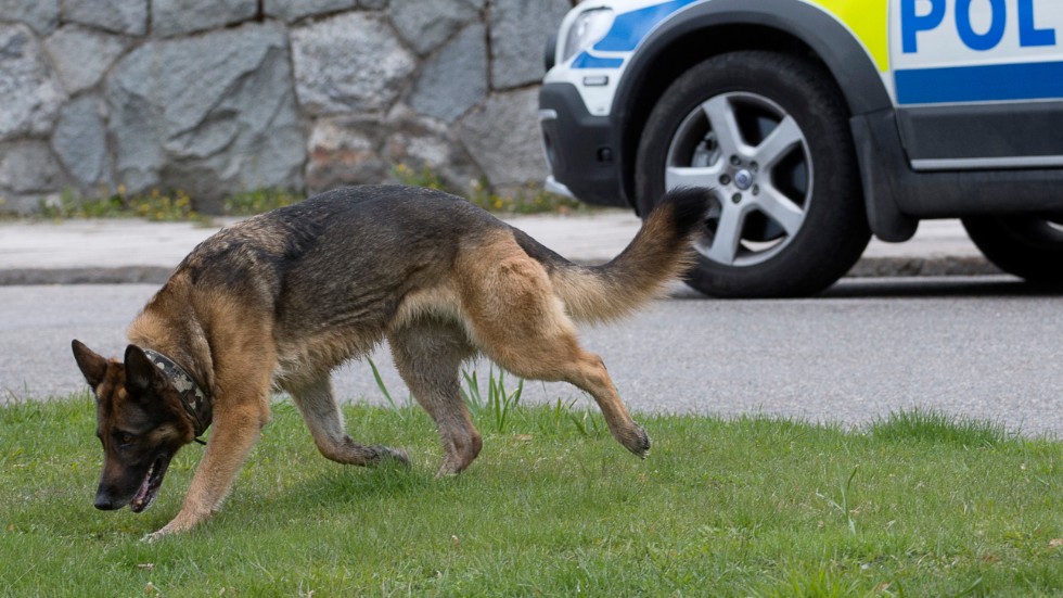 Polisen kunde gripa rymmarna med hjälp av en grupp sökhundar som växeldrog längs flyktspåret i skogen. Den här bilden visar en annan polishund.