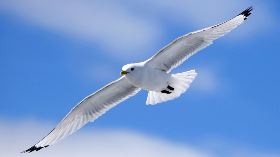En tretåig mås, som här flyger över Svalbard. Arkivbild.