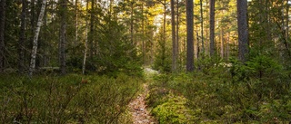 Ovanligt mycket skog bytte ägare