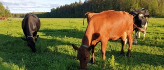 Norrlänningar positiva till mjölk