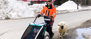 Barnbarnen fick bestämma – då fick lammet följa på promenad