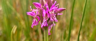 Jungfru Marie nycklar blommar i Haparanda