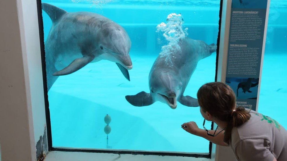 Lagunen. Delfinskötare Therese Höglin tränar delfinerna inne i lagunen.