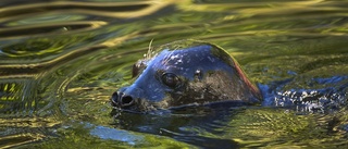 Cirkelargument från jägare