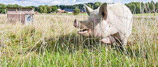 Gott och blandat under årets aptitrunda