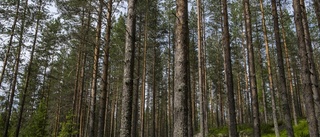 Skogen förenar Sverige och Finland i framtidsprojekt