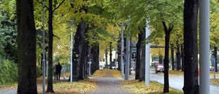 Träd i promenaderna måste sågas ned