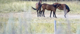 Så ser planen för Flättna ut – hästarna går ute i flock dygnet runt