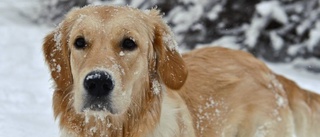 Populäraste hunden, plats 3