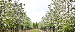 Tusentals blommor blommar på Billbäcks