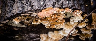 Nytt naturreservat ska skydda skog