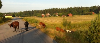 Kor lösa på väg 221