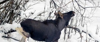 Älgskador hotar länets skog