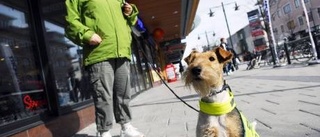 Terapihunden Lucy vill följa med in