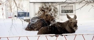 Älgarna trivs med stadslivet