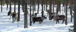 Renar blinda av sjukdom - nödslakt hotar