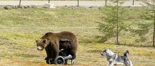 Hundar testades på Permobjörn