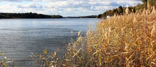 Miljögifterna har minskat i Mälaren