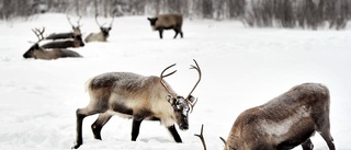 Finvädret har orsakat renbeteskris