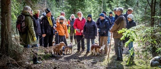 På jakt efter fridlysta svampen