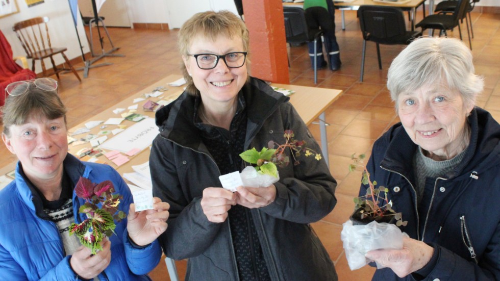 Marie-Louise Berg, Helena Holmstrand och Birgitta Wallin bytte till sig fröer och sticklingar.