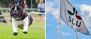 Donerar miljoner till hundforskning