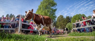 Stort sug efter safariresa genom länet