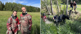 Fem kalvar räddades ur dike av räddningstjänsten