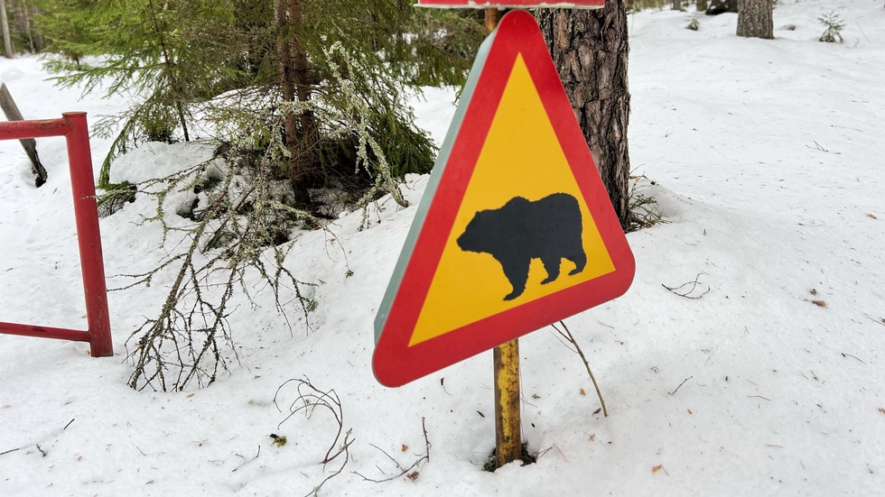 Trafikskylten som varnar för björn i Tjällmoskogarna.  