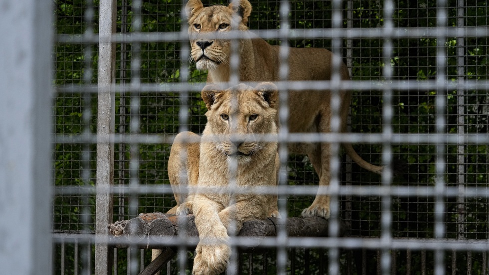 Två lejonhonor på ett zoo i Mariupol i östra Ukraina våren 2022. Arkivbild.