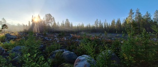 Läsarbilden: I älgskogen      