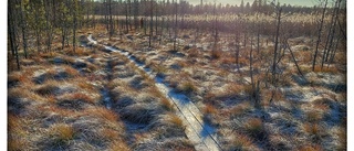 Läsarbilden: Solen som sällskap