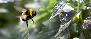 Tre av fyra på ön oroliga för biologisk mångfald