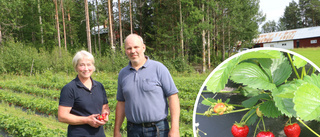 Bröllopsgåvan blev starten på jordgubbsodling 