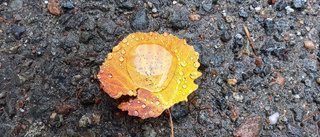 Läsarbilden: Välbehövligt regn