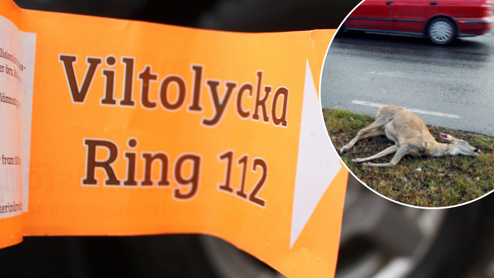 Ring alltid 112 om du krockar med ett vilt, annars kan det gå för dig som för de två bilförare som den senaste veckan dömts för jaktbrott för att de inte ringde polisen direkt.